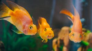 How to Choose the Right Lionhead Goldfish Furrr