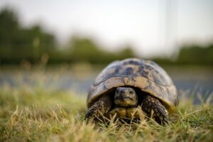 Can Tortoises Eat Spinach - The Benefits of Spinach for Tortoises Furrr