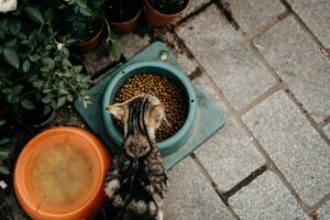 The Importance of Taurine for Cats Furrr