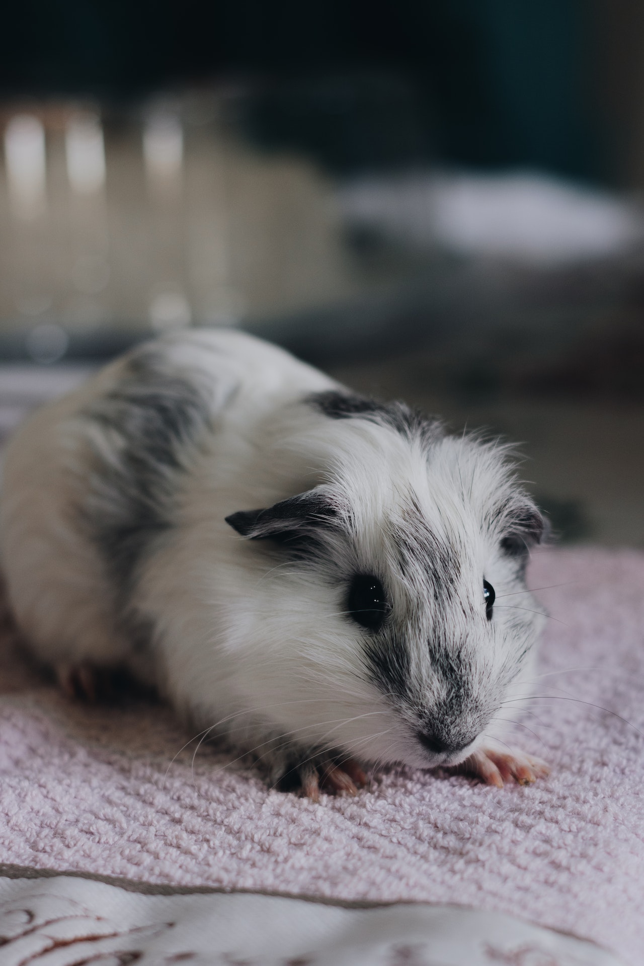 Can Guinea Pigs Eat Iceberg lettuce? - Pros and Cons