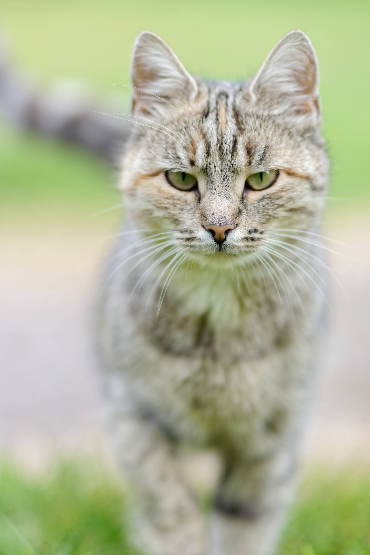 How to Prevent and Treat a Bite Abscess from a Cat