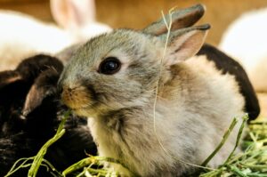 What are the Signs of Pregnant Rabbit Labor? Furrr