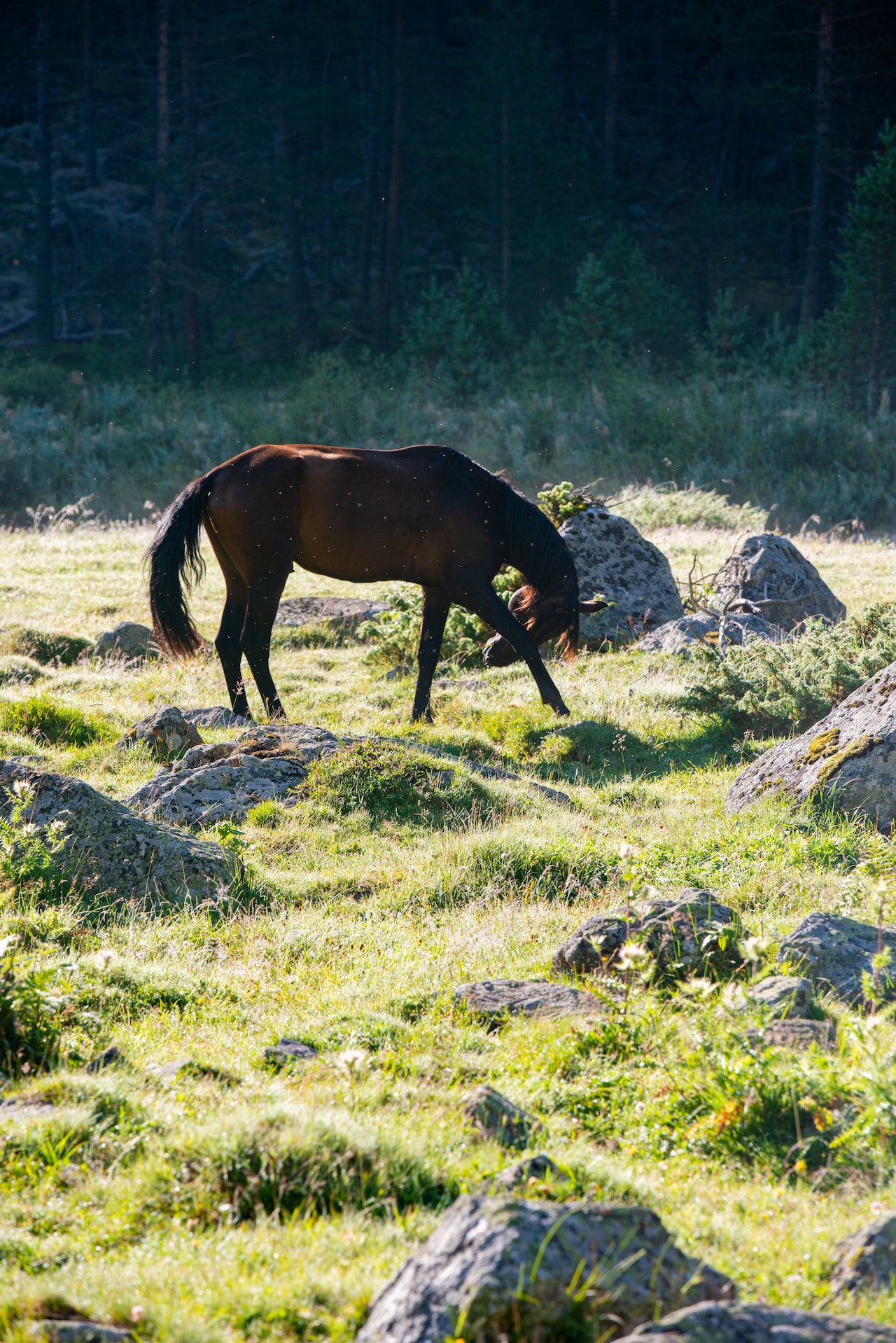 horse-nose-bleed-causes-and-treatment