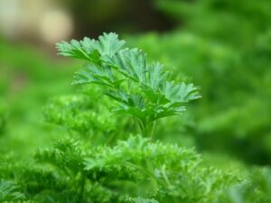 Can Rabbits Eat Parsley? An Overview of the Nutritional Benefits and Risks of Including this Herb in a Rabbit's Diet. Furrr