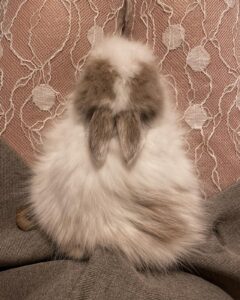Fluffy Rabbits: The Adorable and Loveable Pet  Furrr