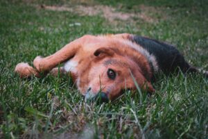 Harvest Mites on Dogs: What You Need to Know to Keep Your Pet Safe Furrr