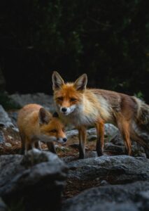 Rabbits and Foxes – An Overview of Their Fascinating Relationship Furrr