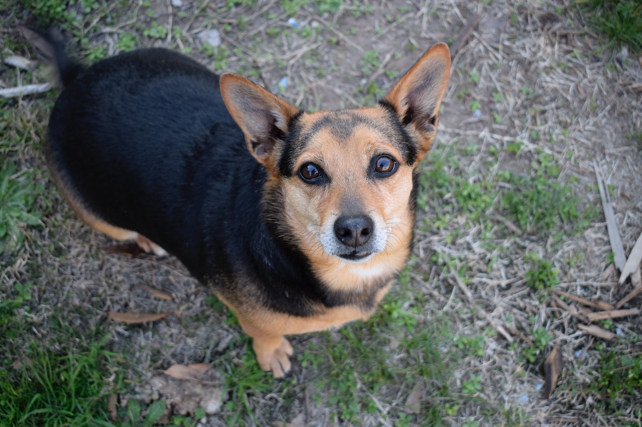 The Joys of Owning a Black Corgi